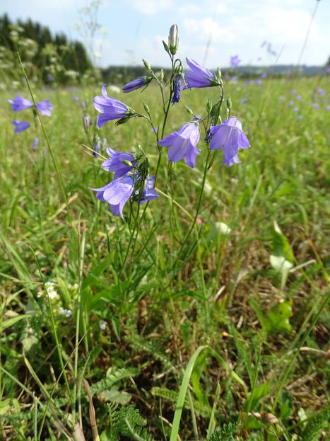 Rundblättrige Glockenblume / Campanula rotundifolia