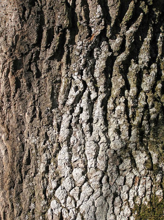 Stiel-Eiche / Quercus robur