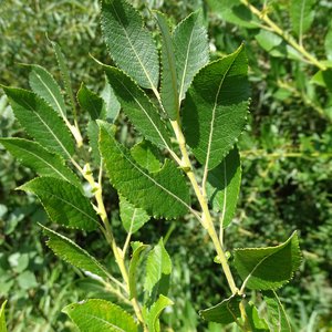 Schwarzwerdende Weide / Salix myrsinifolia
