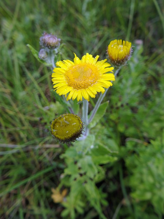 Großes Flohkraut / Pulicaria dysenterica