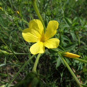 Gelber Lein / Linum flavum