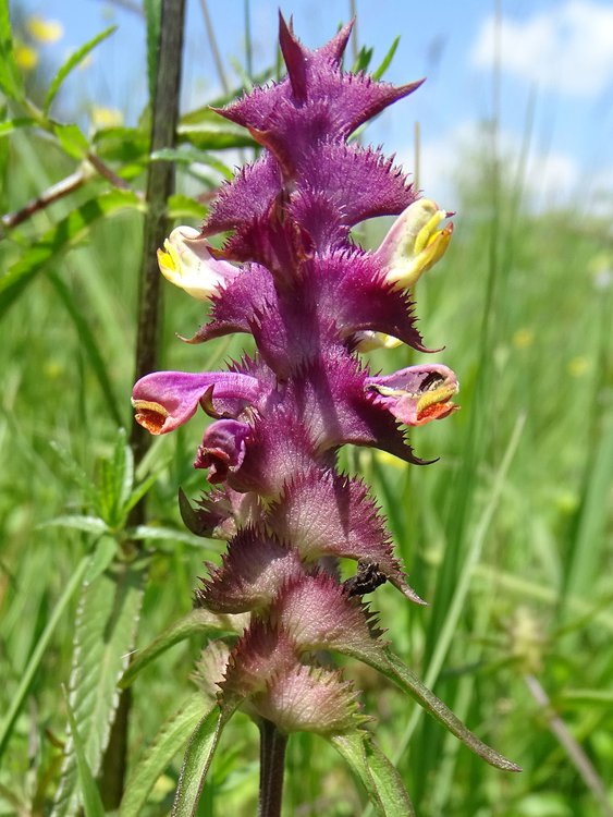 Kamm-Wachtelweizen / Melampyrum cristatum