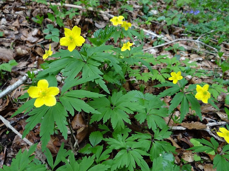 Gelbes Windröschen / Anemone ranunculoides