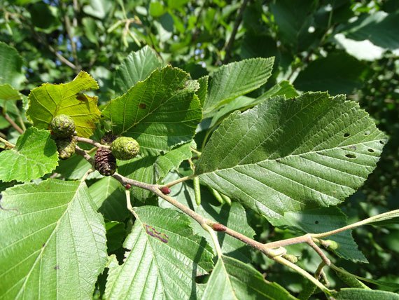 Grau-Erle / Alnus incana