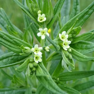 Echter Steinsame / Lithospermum officinale
