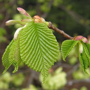 Feld-Ulme / Ulmus minor