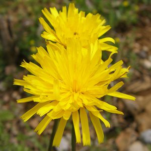 Rauher Löwenzahn / Leontodon hispidus