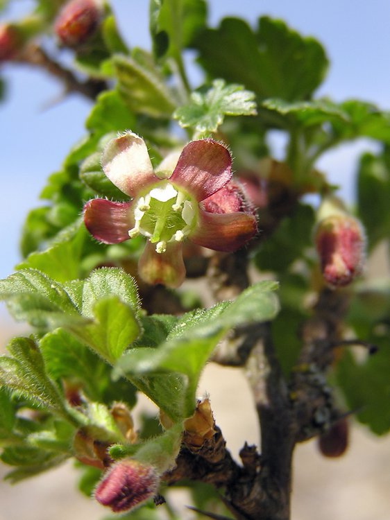 Stachelbeere / Ribes uva-crispa
