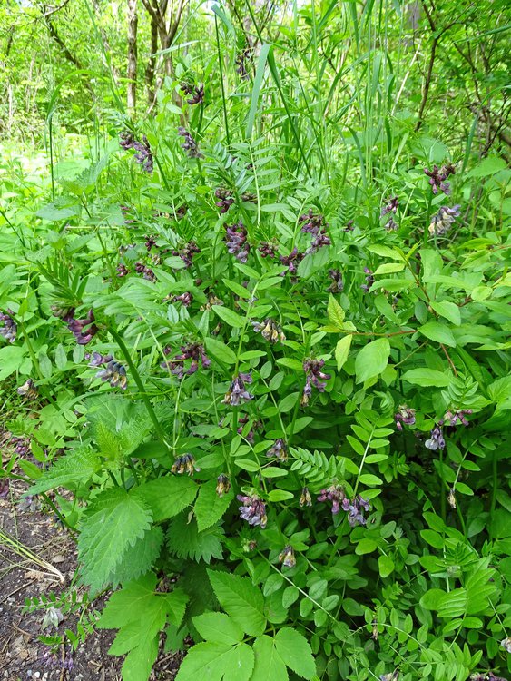 Zaun-Wicke / Vicia sepium