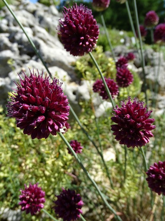 Kugelköpfiger Lauch / Allium sphaerocephalon