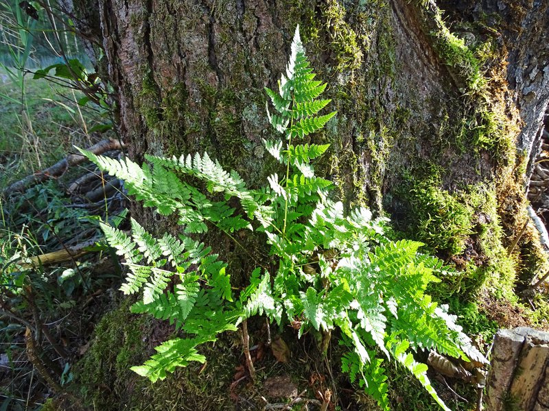 Gewöhnlicher Dornfarn / Dryopteris carthusiana