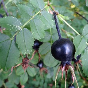 Bibernell-Rose / Rosa spinosissima