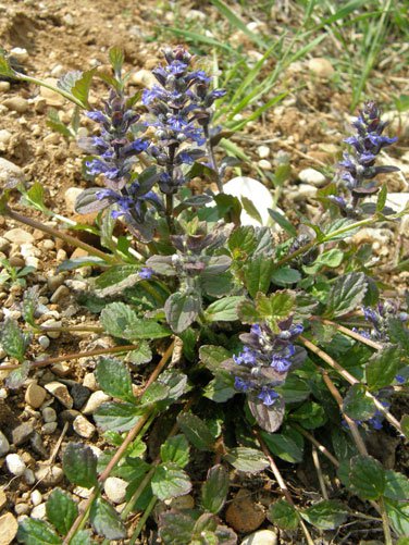 Kriechender Günsel / Ajuga reptans