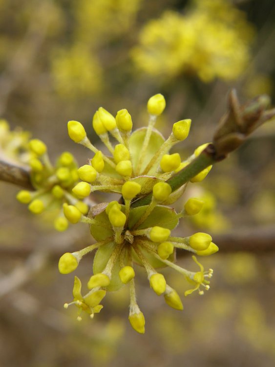 Kornelkirsche / Cornus mas