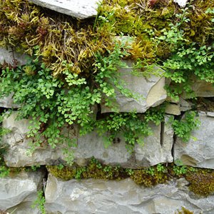 Mauerfarn / Asplenium ruta-muraria