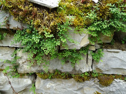 Mauerfarn / Asplenium ruta-muraria