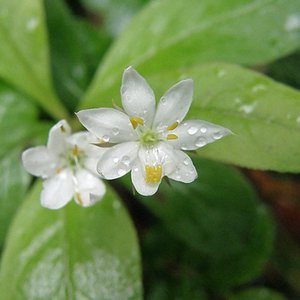 Europäischer Siebenstern / Lysimachia europaea