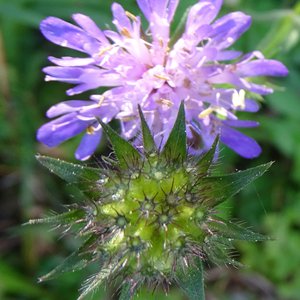 Wald-Witwenblume / Knautia dipsacifolia