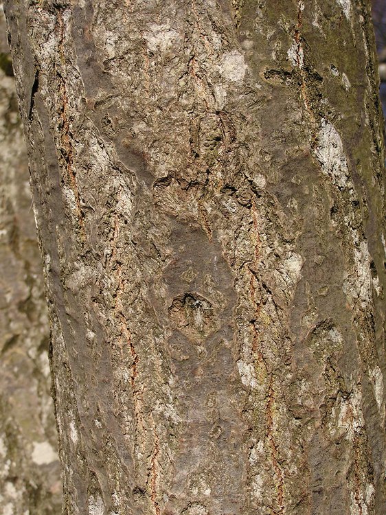 Mehlbeere / Sorbus aria