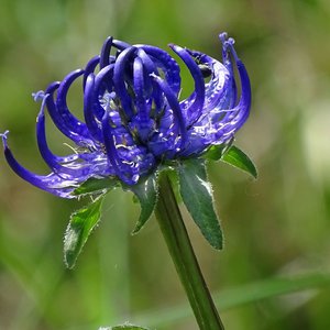 Kugelige Teufelskralle / Phyteuma orbiculare