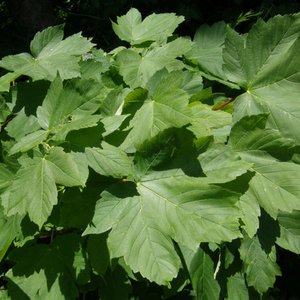 Berg-Ahorn / Acer pseudoplatanus