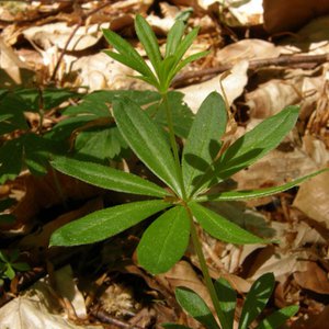 Waldmeister / Galium odoratum