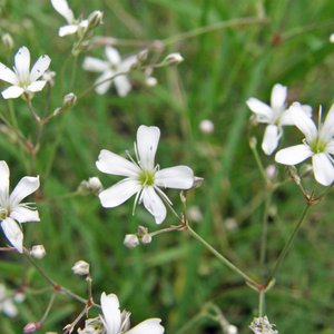 Kriechendes Gipskraut / Gypsophila repens
