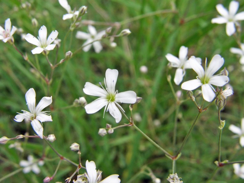Acker-Gipskraut / Gypsophila muralis