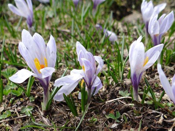 Frühling-Krokus / Crocus vernus