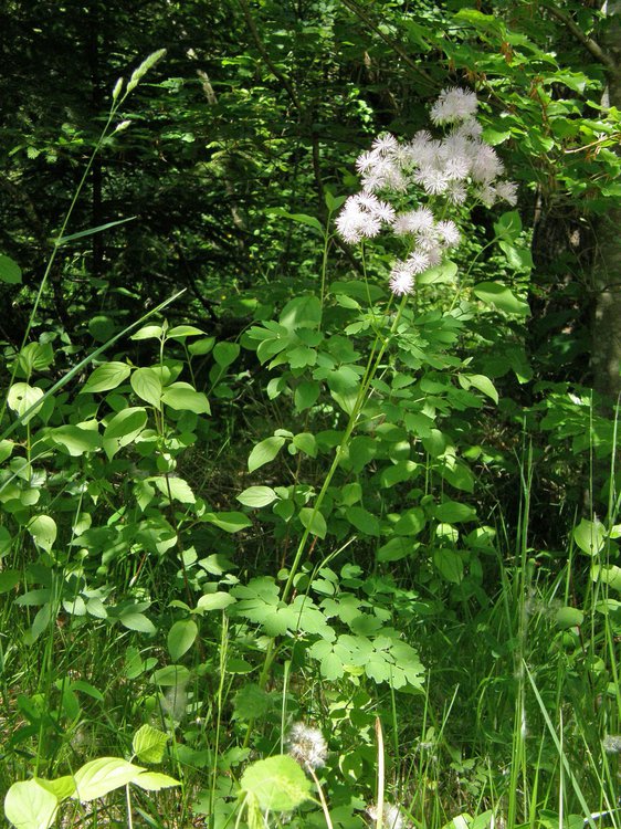 Akeleiblättrige Wiesenraute / Thalictrum aquilegifolium