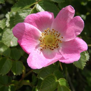 Zimt-Rose / Rosa majalis