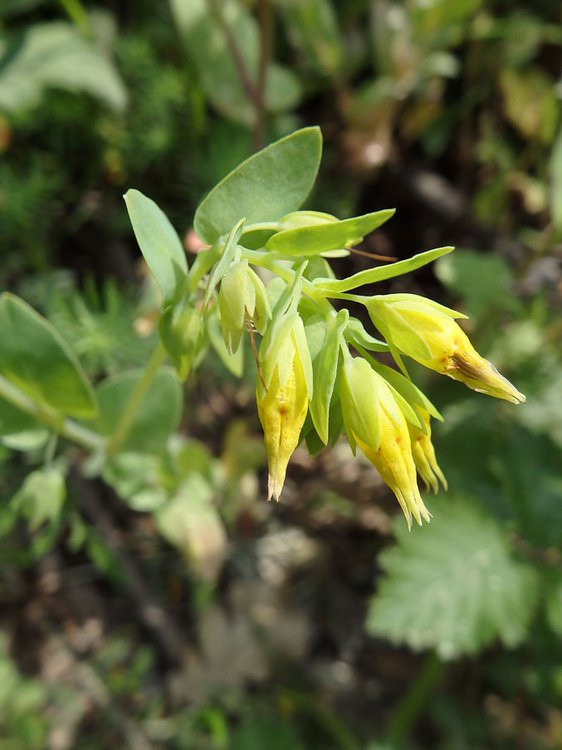 Kleine Wachsblume / Cerinthe minor