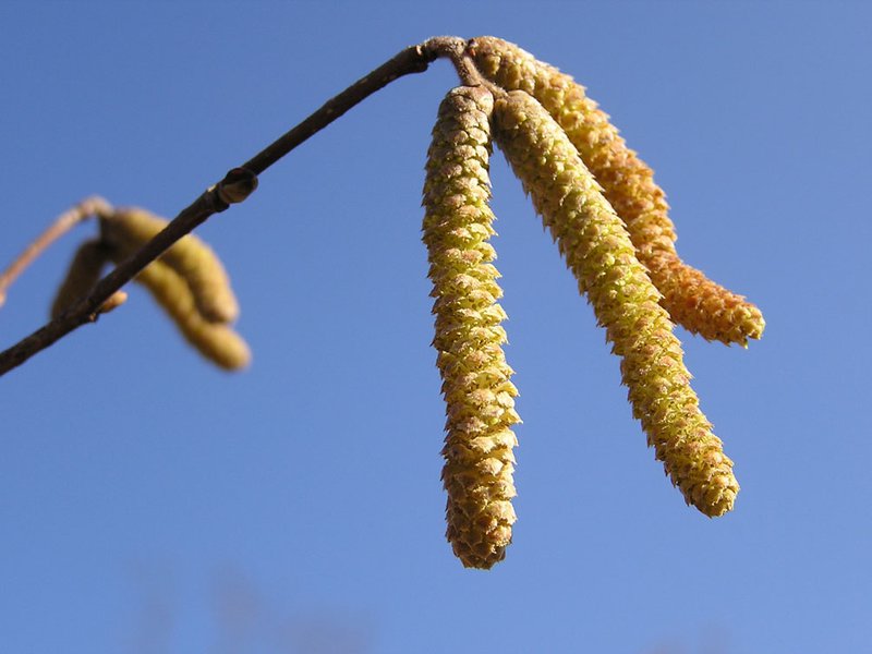 Haselnuss / Corylus avellana