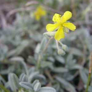 Graues Sonnenröschen / Helianthemum canum