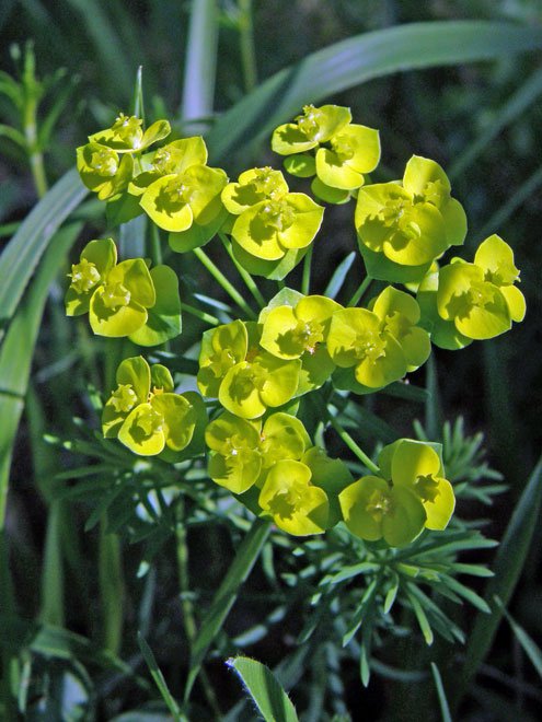 Zypressen-Wolfsmilch / Euphorbia cyparissias