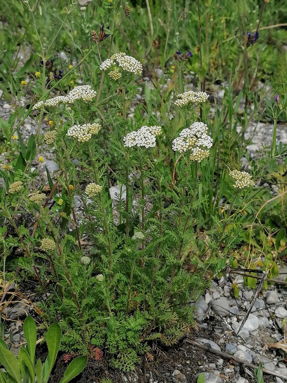 Wiesen-Schafgarbe / Achillea millefolium