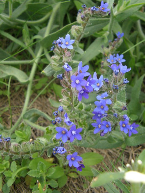Gemeine Ochsenzunge / Anchusa officinalis