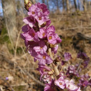Gewöhnlicher Seidelbast / Daphne mezereum