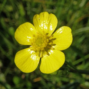 Zungen-Hahnenfuß / Ranunculus lingua
