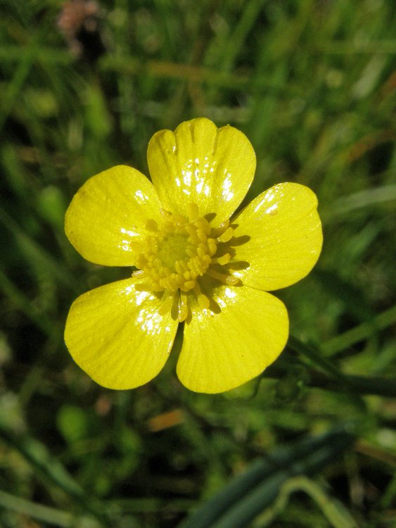 Zungen-Hahnenfuß / Ranunculus lingua