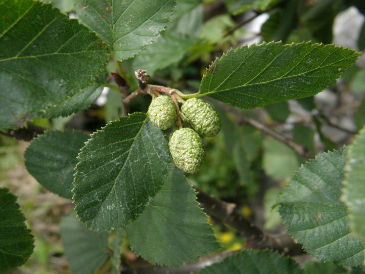 Grün-Erle / Alnus viridis