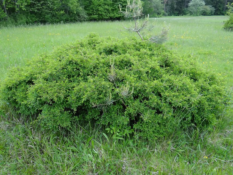 Felsen-Kreuzdorn / Rhamnus saxatilis