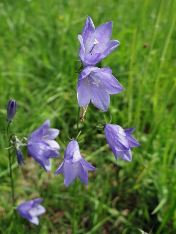 Rundblättrige Glockenblume / Campanula rotundifolia