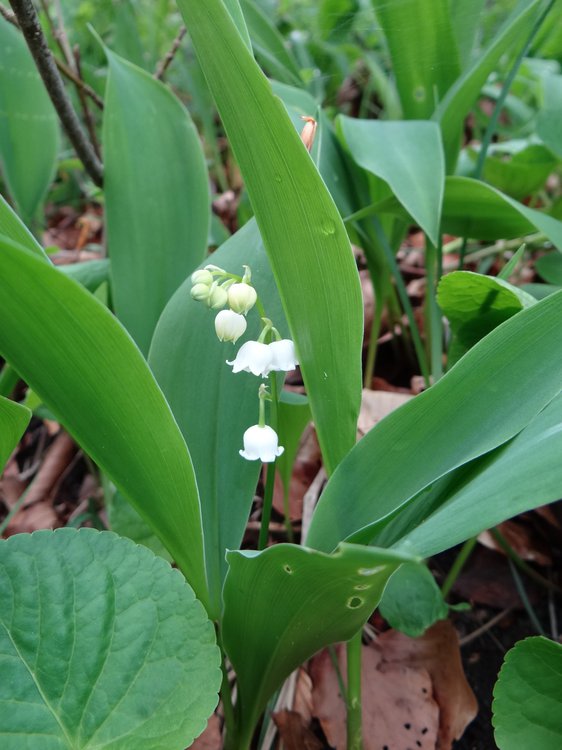 Maiglöckchen / Convallaria majalis