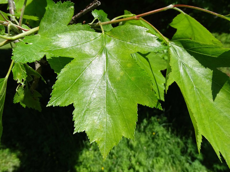 Elsbeere / Sorbus torminalis