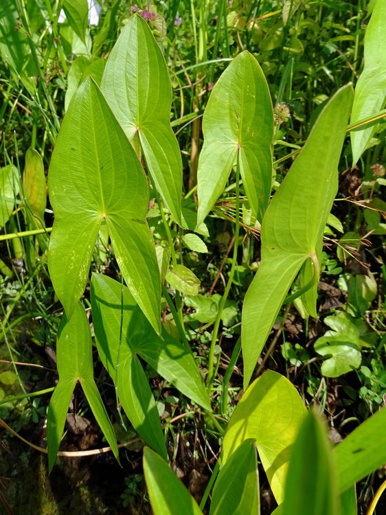 Echtes Pfeilkraut / Sagittaria sagittifolia