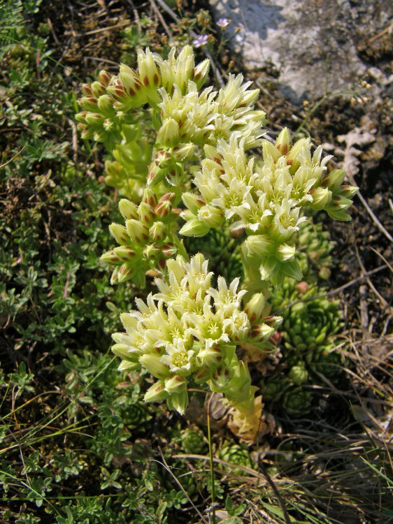 Sprossender Donarsbart / Jovibarba globifera