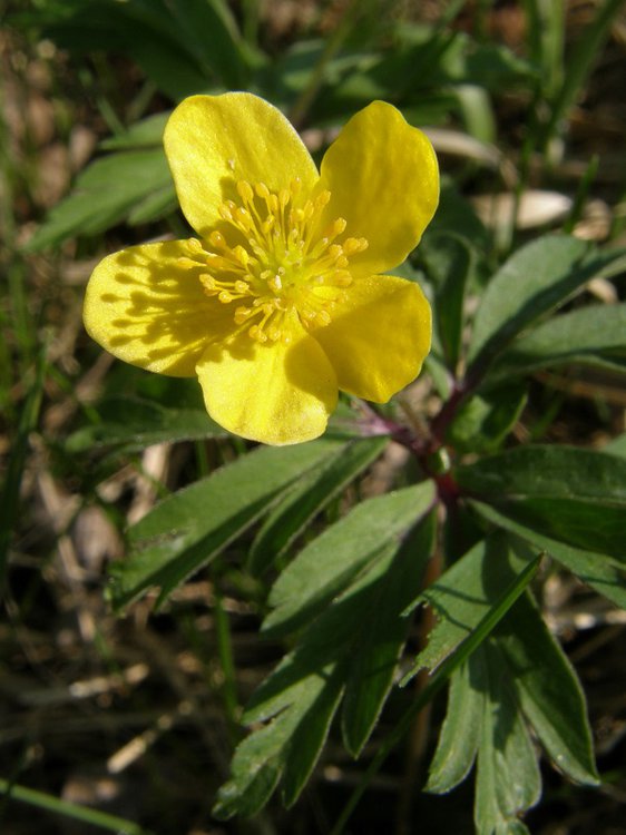 Gelbes Windröschen / Anemone ranunculoides