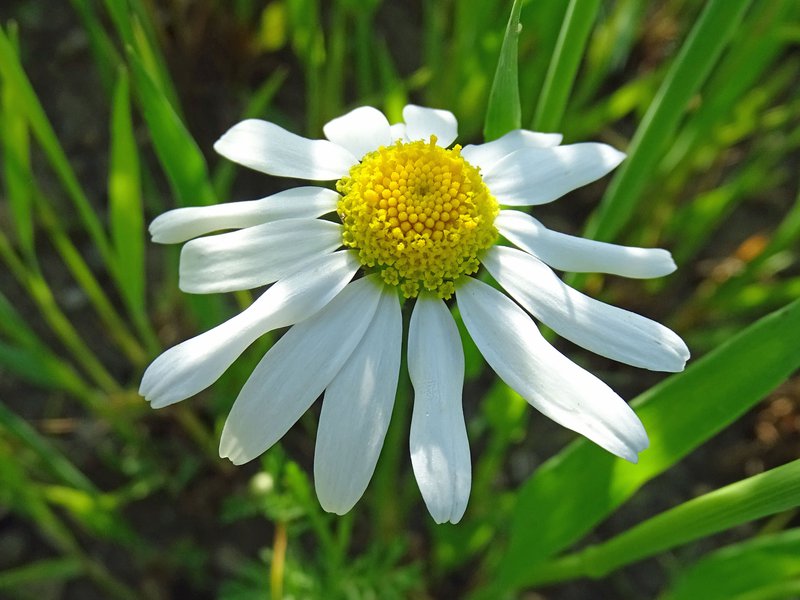 Acker-Hundskamille / Anthemis arvensis