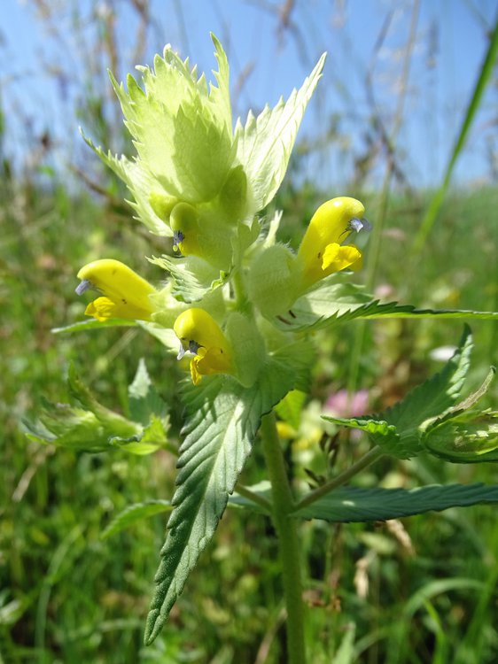 Zottiger Klappertopf / Rhinanthus alectorolophus